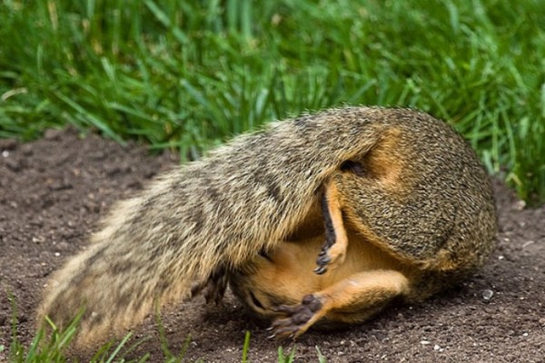 animales-divertidos-haciendo-yoga-16