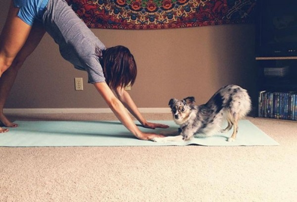 animales-divertidos-haciendo-yoga-17