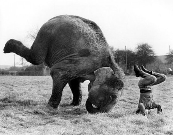 animales-divertidos-haciendo-yoga-18