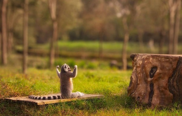animales-divertidos-haciendo-yoga-19