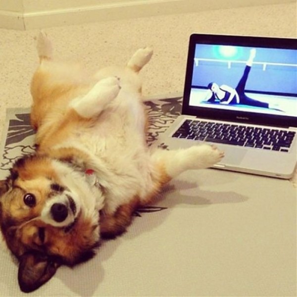 animales-divertidos-haciendo-yoga-20