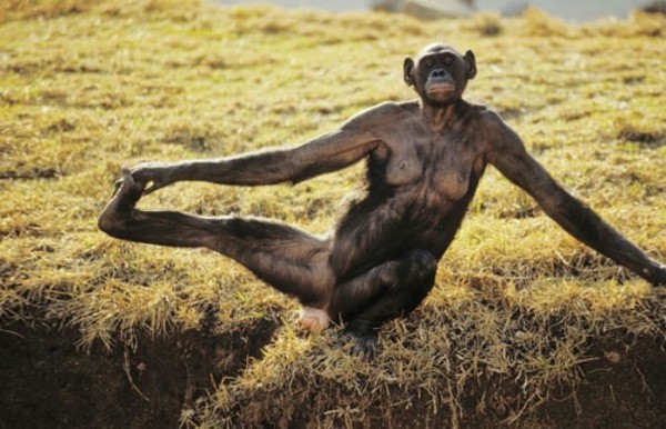 animales-divertidos-haciendo-yoga-21