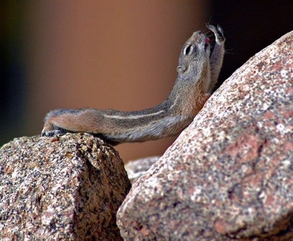 animales-divertidos-haciendo-yoga-22