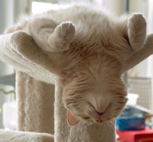 animales-divertidos-haciendo-yoga-23