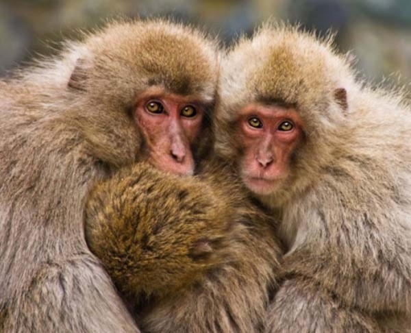 animales-epicos-momentos-01