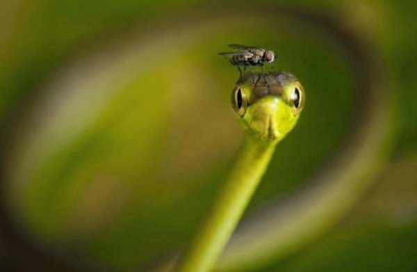 animales-epicos-momentos-03