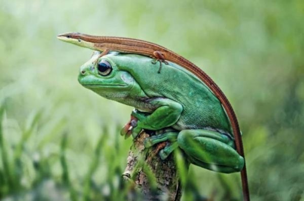 animales-epicos-momentos-06