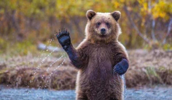 animales-epicos-momentos-07