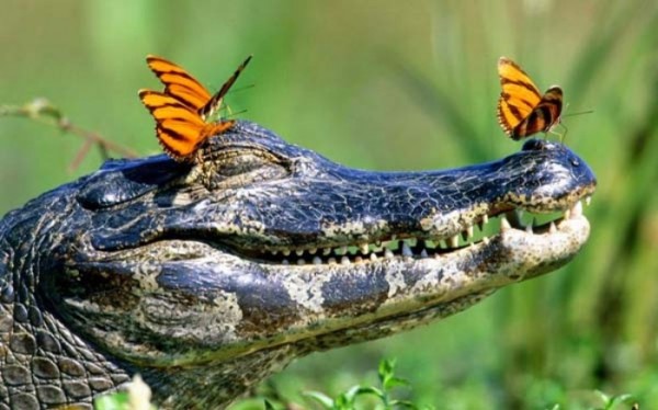 animales-epicos-momentos-08