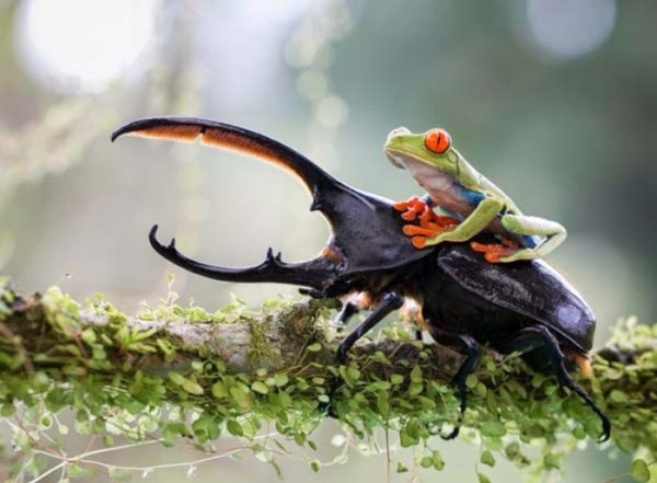animales-epicos-momentos-09