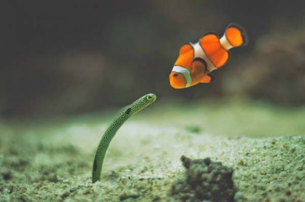 animales-epicos-momentos-10