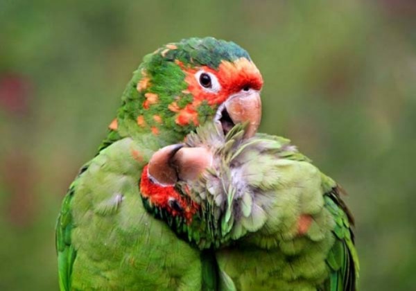 animales-epicos-momentos-11