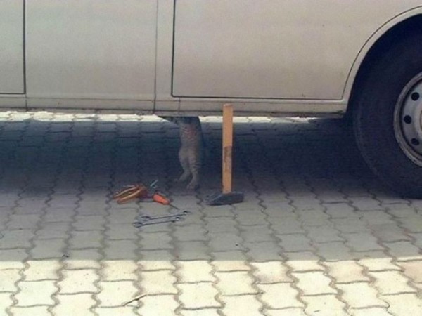 animales-haciendo-cosas-humanas-10
