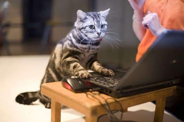 animales-haciendo-cosas-humanas-12