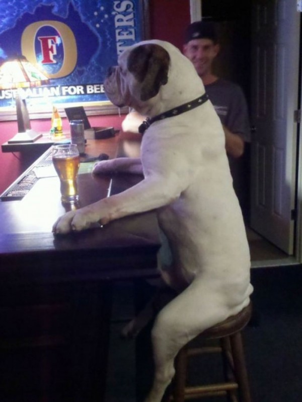 animales-haciendo-cosas-humanas-21