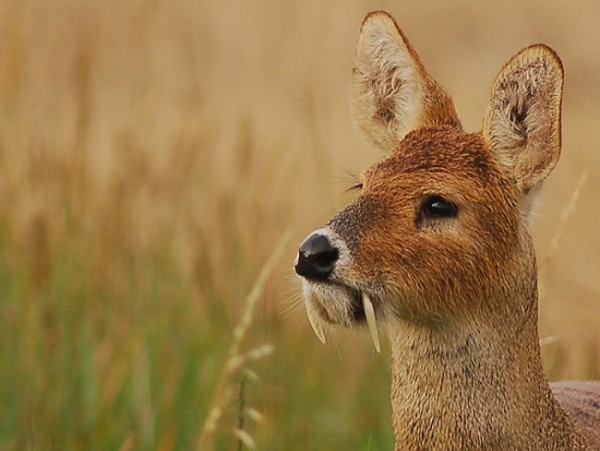 animales-raros-2-00