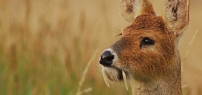 animales-raros-2-00