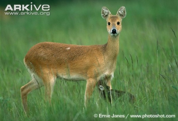 animales-raros-2-01