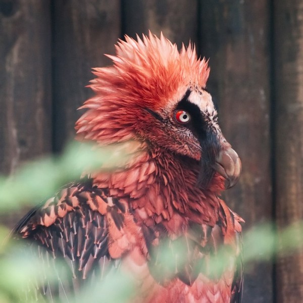 animales-raros-2-04