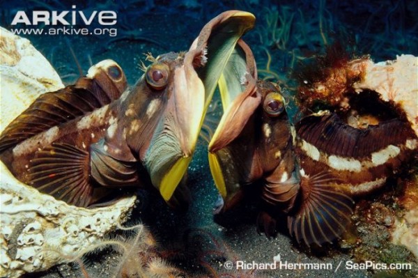 animales-raros-2-07