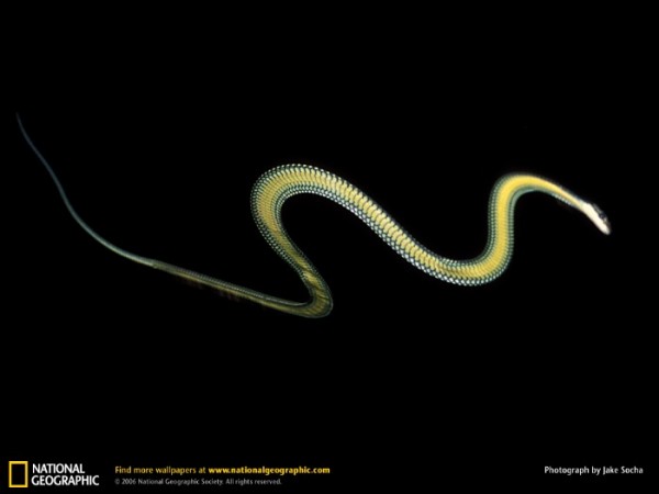animales-raros-2-08