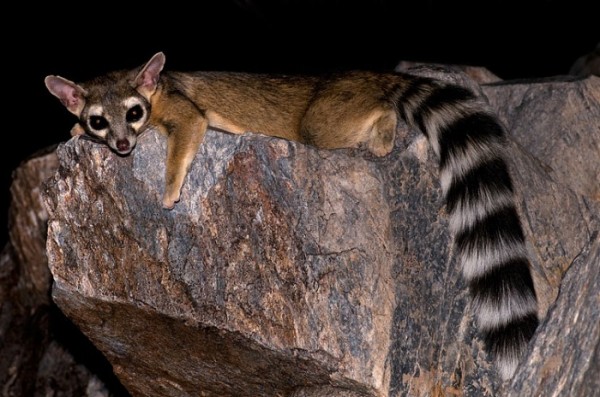 animales-raros-2-10