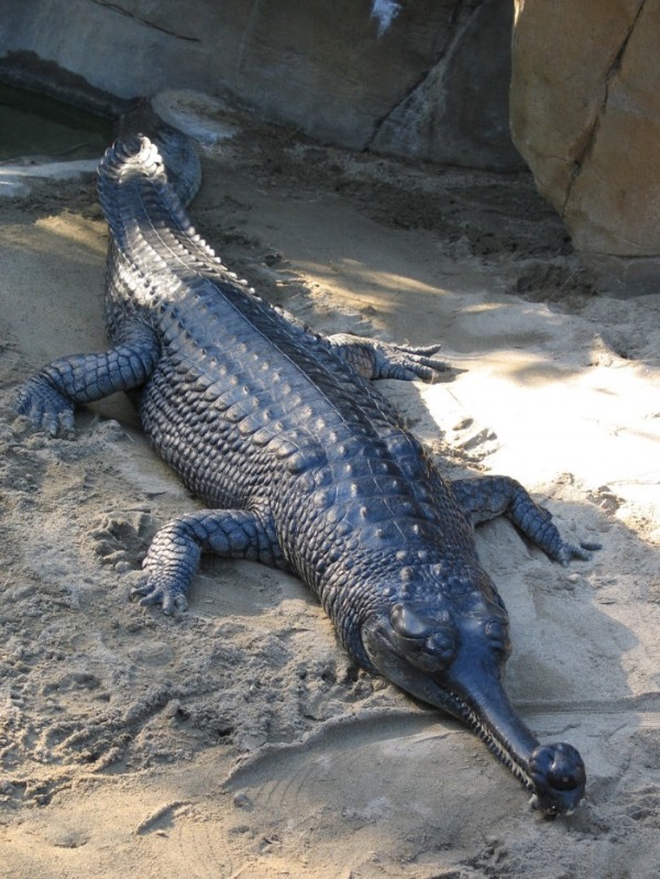 animales-raros-2-14