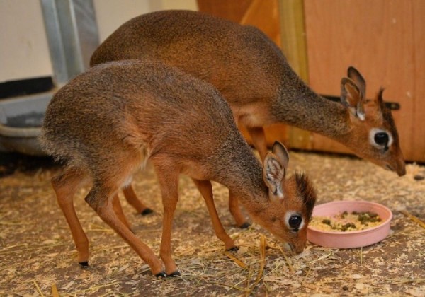 animales-raros-2-15