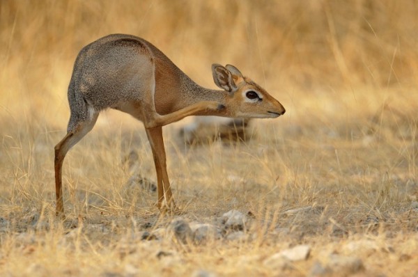 animales-raros-2-16