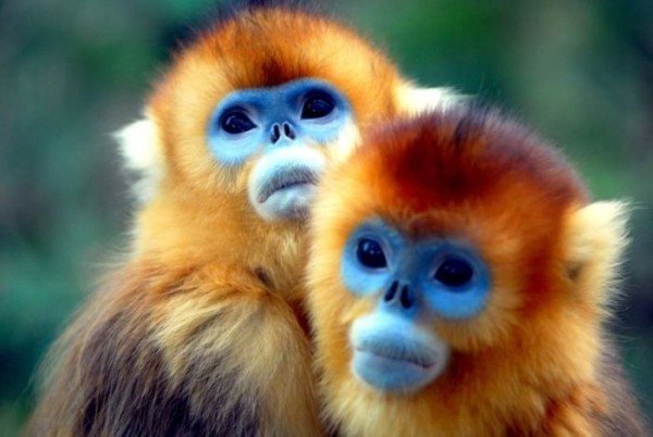 animales-raros-2-18