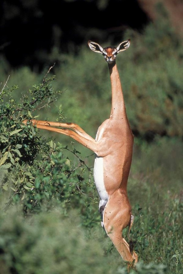 animales-raros-2-20