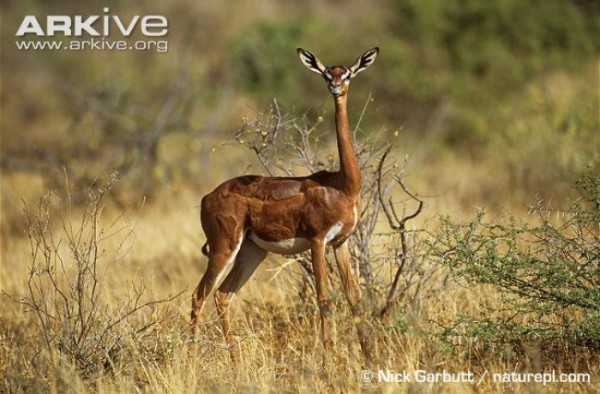animales-raros-2-21