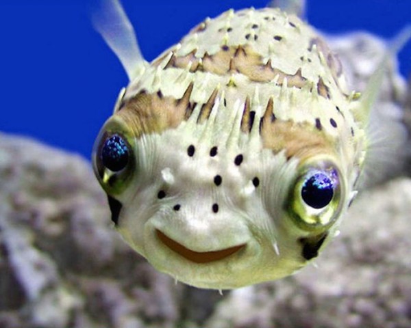 animales-sonriendo-00