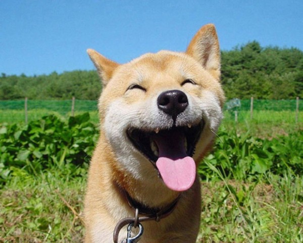 animales-sonriendo-01