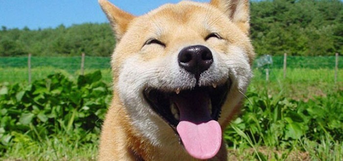 animales-sonriendo-01