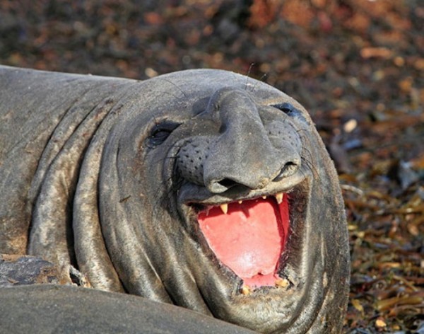 animales-sonriendo-02