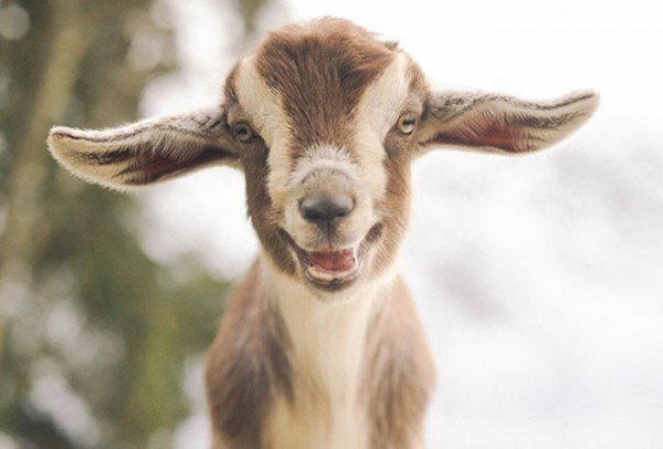 animales-sonriendo-03