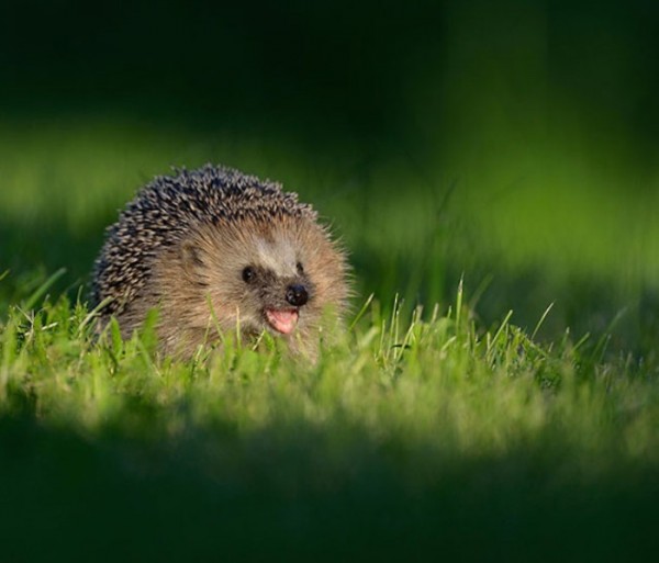 animales-sonriendo-04