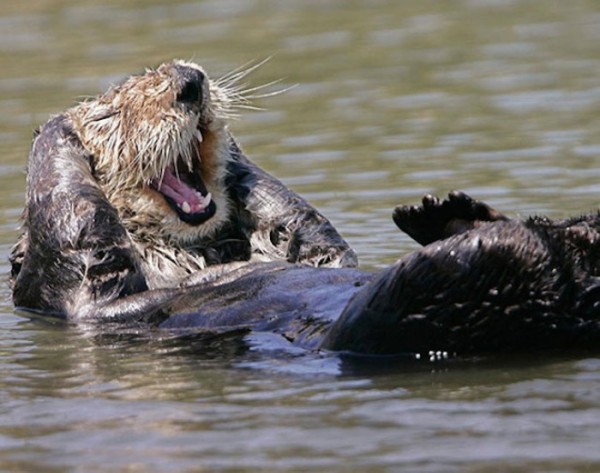 animales-sonriendo-05