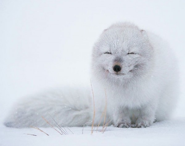 animales-sonriendo-06