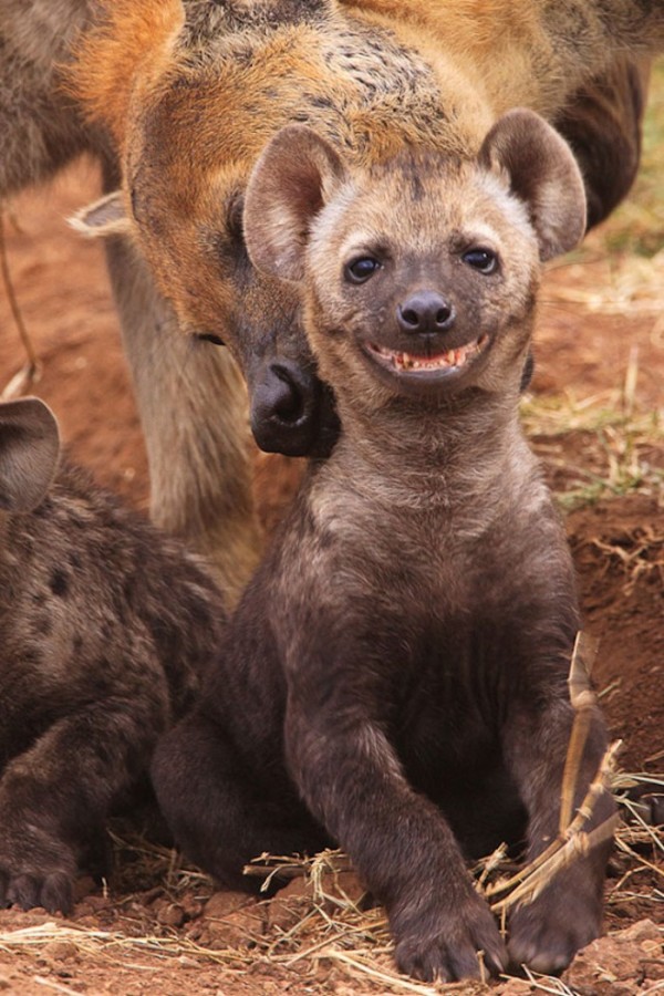animales-sonriendo-08