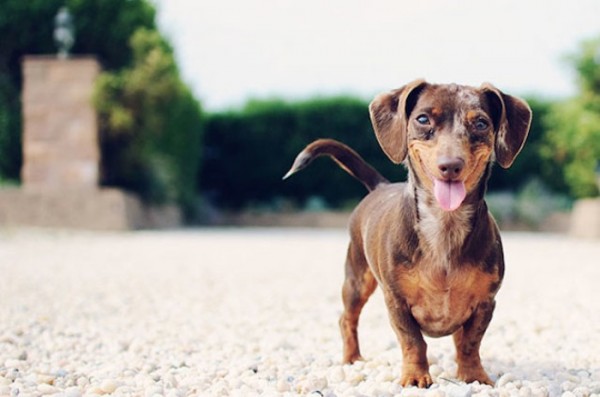 animales-sonriendo-09