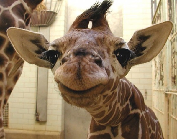 animales-sonriendo-10