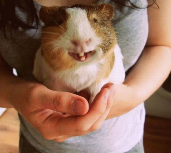 animales-sonriendo-11