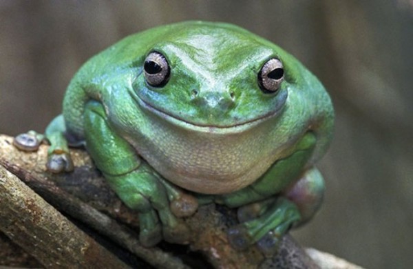 animales-sonriendo-12