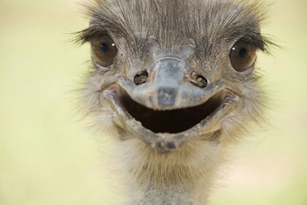 animales-sonriendo-13