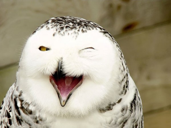 animales-sonriendo-14
