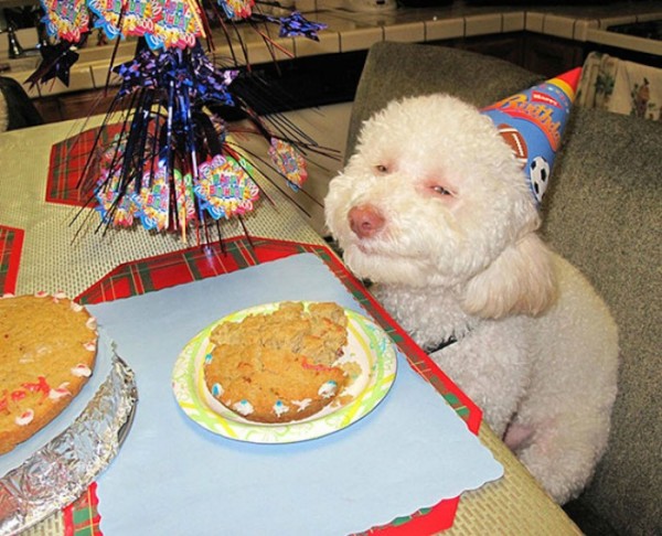 animales-sonriendo-15