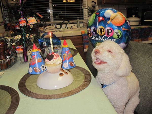 animales-sonriendo-16