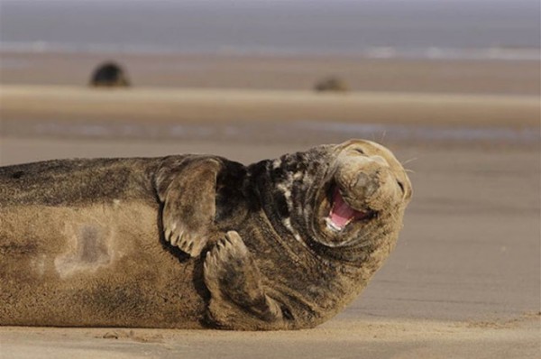 animales-sonriendo-17